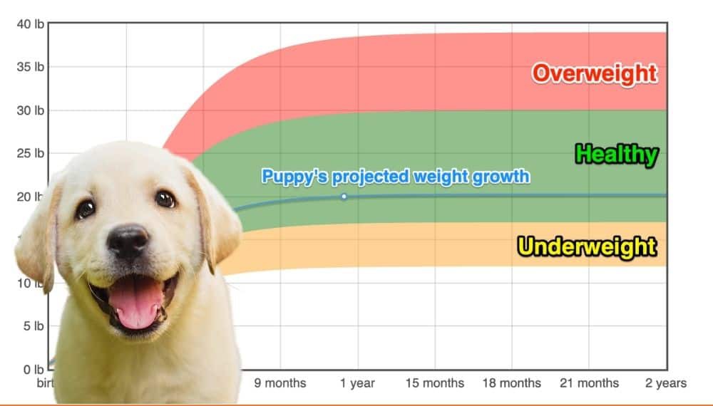 Growth Chart For Labrador Retrievers